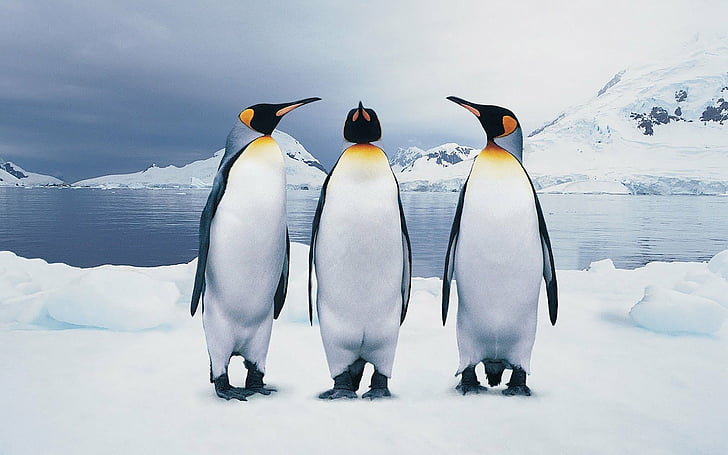 Birds, Penguin, Animal, King Penguin, HD wallpaper