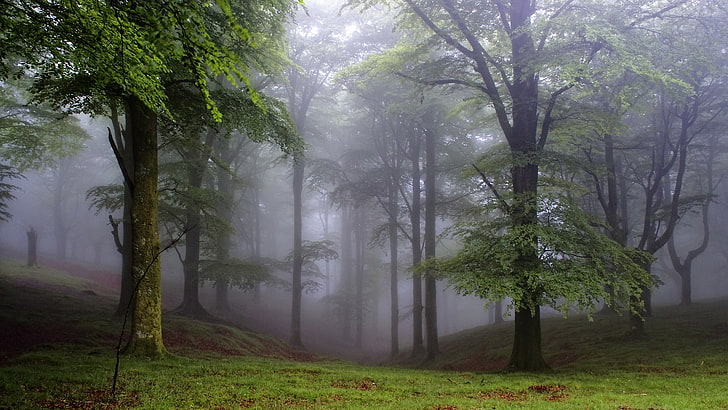 зелени листни дървета, гора, дървета, природа, мъгла, HD тапет