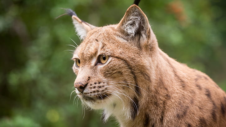 Lynx ansikte närbild, gula ögon, morrhår, Lynx, ansikte, gula, ögon, morrhår, HD tapet