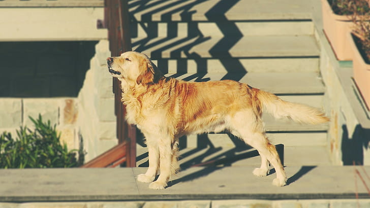dog animals golden retrievers happy fonta, HD wallpaper