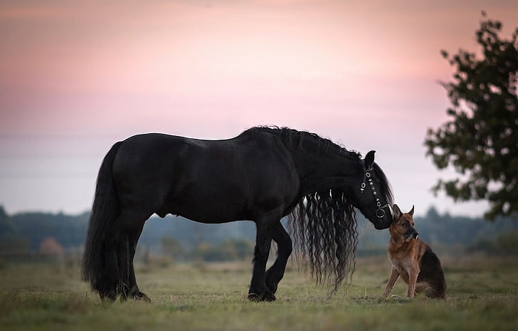 검은 말과 독일 셰퍼드, 양, 말, 갈기, 양치기 개, 개, 독일 셰퍼드, 친구, HD 배경 화면