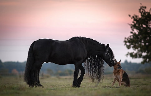 Czarny koń i owczarek niemiecki, owca, koń, grzywa, owczarek, pies, owczarek niemiecki, przyjaciele, Tapety HD HD wallpaper