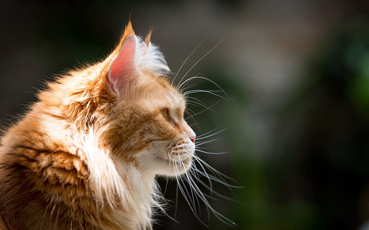 Profilo gatto rosso, baffi, profilo, Sfondo HD
