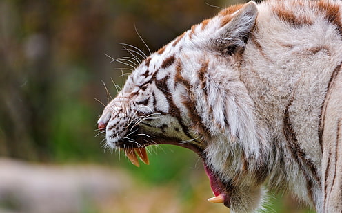 Tygrys, profil, zęby, złość, agresja, duży kot, drapieżnik, Tapety HD HD wallpaper