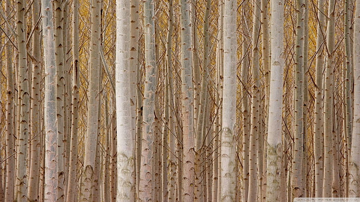 A Forest Of White Tree Trunks, trunks, rows, forest, white, nature and landscapes, HD wallpaper