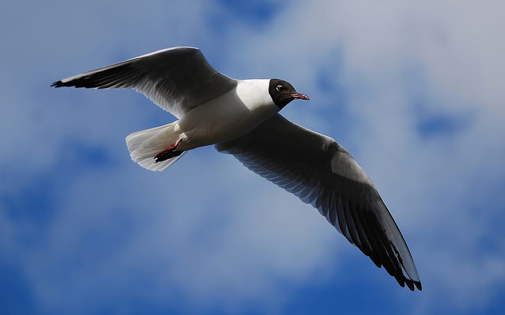 Black-headed gull, wings flap, blue sky, Gull, Wings, Flap, Blue, Sky, HD wallpaper