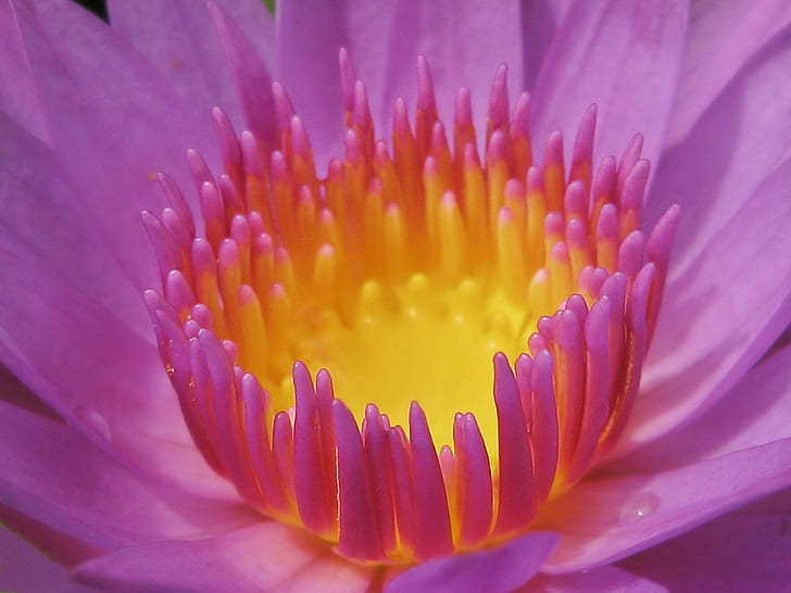 closeup photography of pink and yellow petaled flower, Happy Monday, IMG, closeup photography, pink, yellow, flower, macro, close-up, nature, plant, water Lily, lotus Water Lily, petal, flower Head, pink Color, botany, beauty In Nature, pond, leaf, HD wallpaper