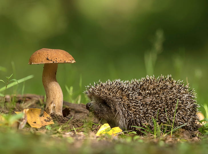 hedgehog, animals, plants, mushroom, HD wallpaper