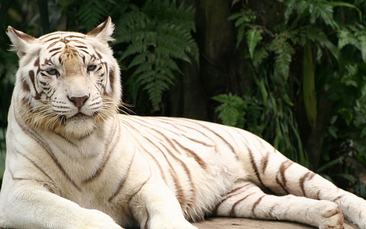 white and brown tiger, tiger, albino, down, striped, predator, HD wallpaper