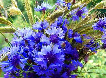 purple cornflowers bouquet, cornflowers, spikelets, bouquet, summer, HD wallpaper HD wallpaper