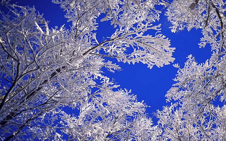Landscapes Nature Winter Snow Frost Blue Skies Desktop Hd Wallpaper 267034, HD wallpaper