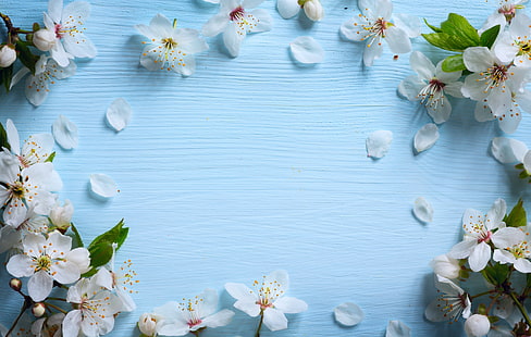 orquídeas blancas, flores, primavera, manzana, madera, azul, flor, Fondo de pantalla HD HD wallpaper