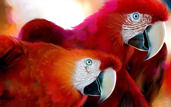 Coppia di pappagalli rossi, pappagalli, rossi, uccelli, Sfondo HD