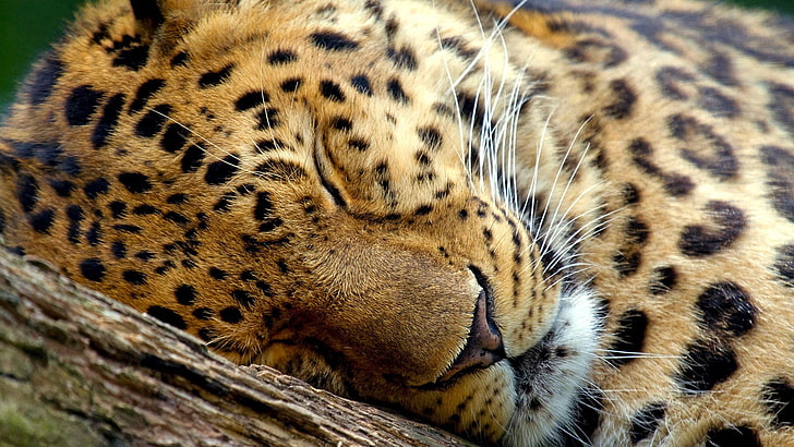 animals, fur, leopard, big cat, feline, jaguar, animal skin, animal, cheetah, cat, wild, HD wallpaper