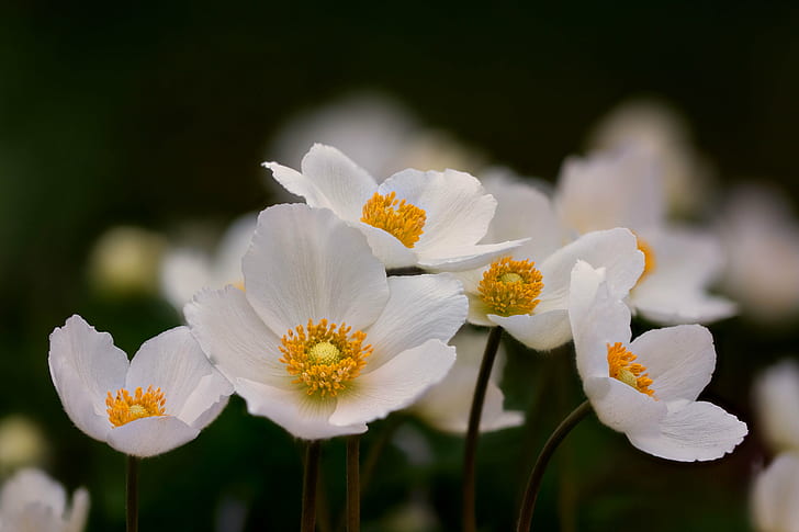 白いアネモネの花、アネモネ、セレクティブフォーカス、写真、白、アネモネ、花、花、マクロ、クローズアップ、春咲き、花、デンバー植物園、コロラド州、フォーカススタッキング、Zerene、スタッカー、自然、植物、閉じるのセレクティブフォーカス写真アップ、春、花びら、鮮度、夏、 HDデスクトップの壁紙