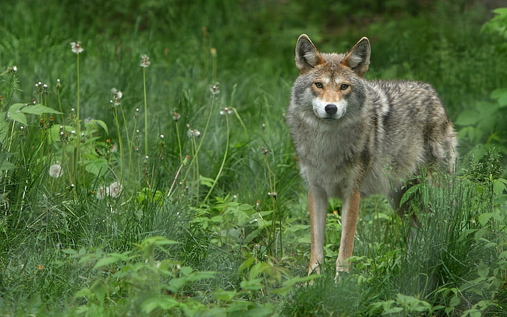 외로운 늑대, 갈색, 흰색 및 회색 늑대, 늑대, HD 배경 화면