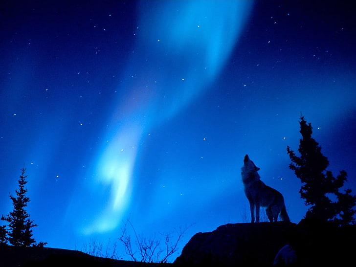 wolf illustration, forest, lights, wolf, Night, HD wallpaper