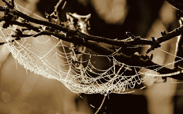 Fotografie, Spinnennetz, Schwarz & Weiß, Bokeh, HD-Hintergrundbild