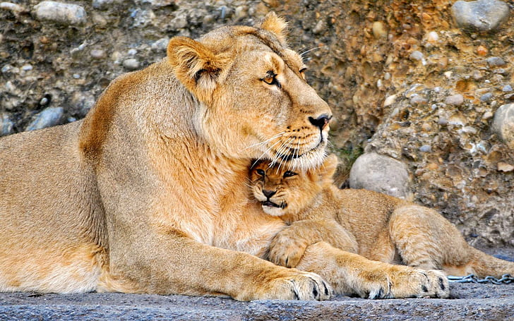 leone, leonessa, coppia, bambino, marrone e beige leone e cucciolo, leone, leonessa, coppia, bambino, Sfondo HD