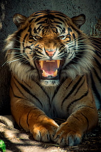 tigre che mostra i denti, nessuno vince, tigre, denti, Tamron, viso, ringhio, all'aperto, Canon, zoo di Los Angeles, animale, giorno, gatto grande, 70D, posizione, CJ, carnivoro, gatto non domato, fauna selvatica, mammifero, felino, natura, Sfondo HD HD wallpaper
