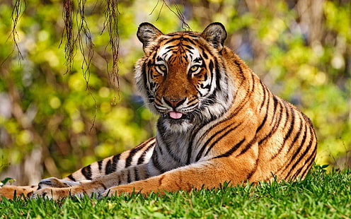 Tiger Широкоекранен, широкоекранен, тигър, тигри, HD тапет HD wallpaper