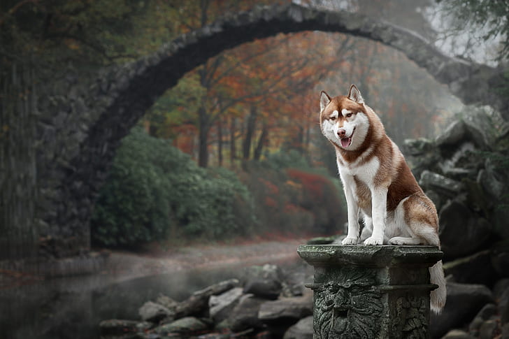 hewan, anjing, jembatan, alam, Siberian Husky, Wallpaper HD