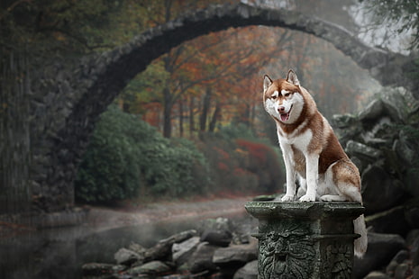 animaux, chien, pont, nature, Husky sibérien, Fond d'écran HD HD wallpaper