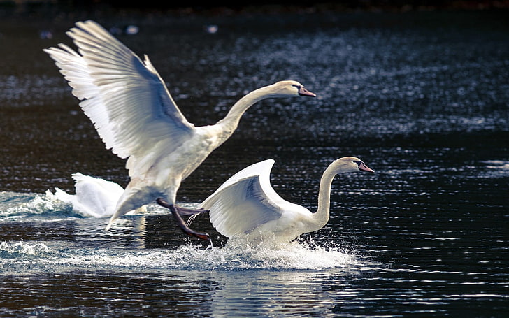 two white swans, swans, lake, nature, HD wallpaper
