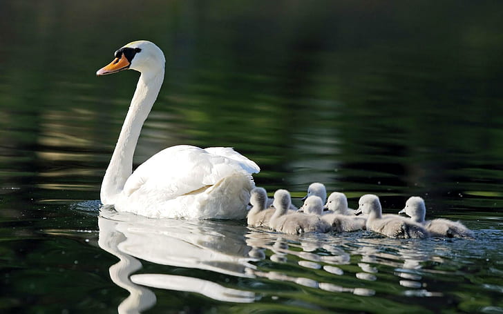 White Mother Swan Little Ones, agua, pájaros, patitos, lago, animales, naturaleza, cisne, blanco, Fondo de pantalla HD