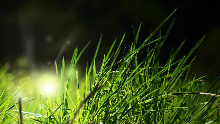 Lyser i gräset HD, gräs, lysande, HD tapet
