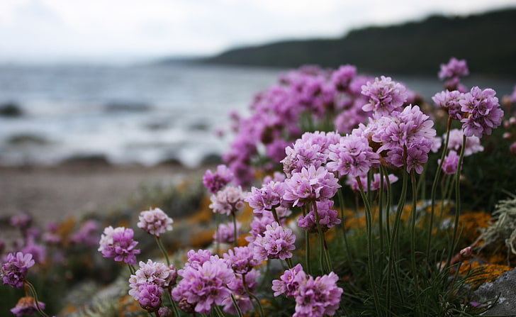 Różowe małe kwiaty na plaży, fioletowe kwiaty z płatkami, natura, kwiaty, plaża, różowe, małe, Tapety HD