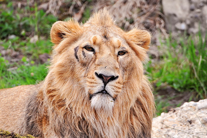 brown lion, lion, face, predators, big cat, HD wallpaper
