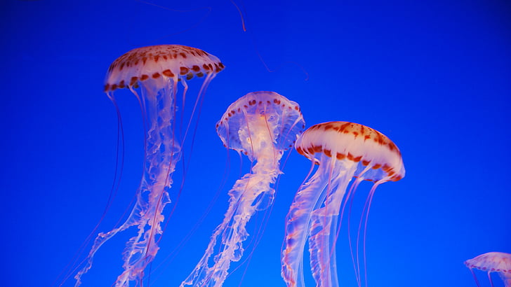 фото крупного плана медузы, крапивы, 4k, обои 5k, медузы, медузы, тихоокеанское море, голубые, вода, дайвинг, туризм, красочные, морские котики, подводные, лучшие места для дайвинга в мире, HD обои