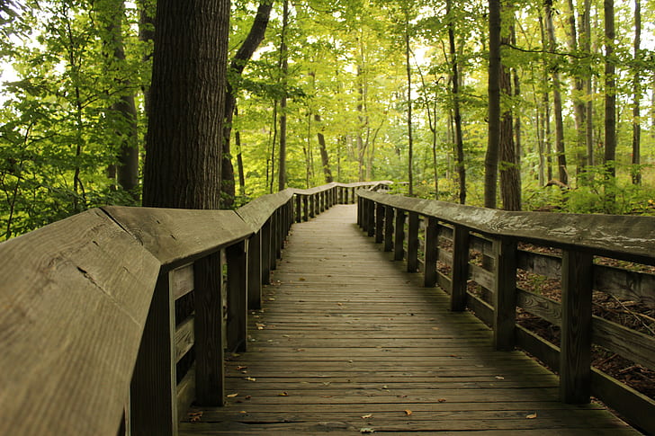 Ohio, wooden surface, path, oak trees, walkway, HD wallpaper