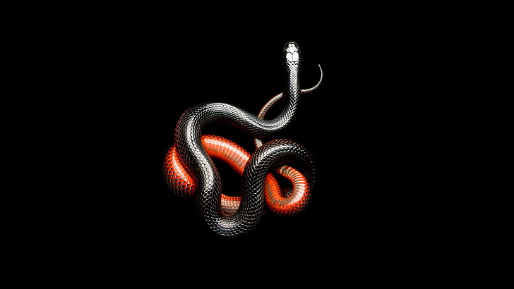 röda och svarta ormar, orm, svart, mörk, djur, mamba, svart bakgrund, HD tapet