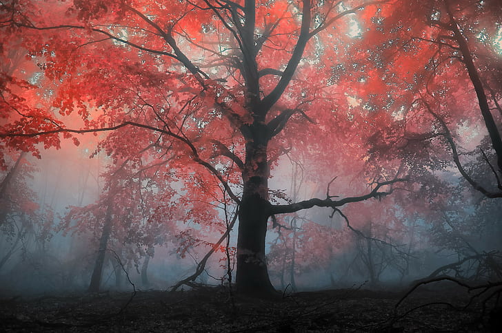 Nevoeiro e árvore, outono, paisagens, outono, árvores, árvore, nevoeiro, floresta, manhã, noite, HD papel de parede