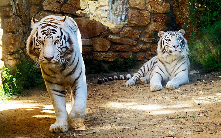 White Tigers, tiger, cats, siberian, kitten, nature, nice, wild, white, beautiful, kitty, animals, amazing, HD wallpaper