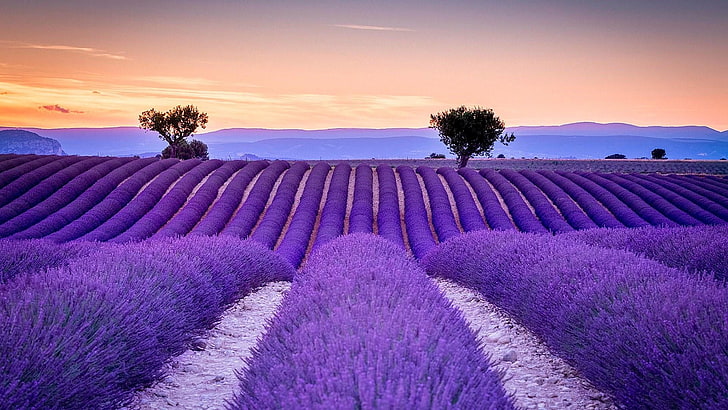 lavender, purple, sky, field, french lavender, flower, morning, dawn, landscape, provence, france, plant, HD wallpaper