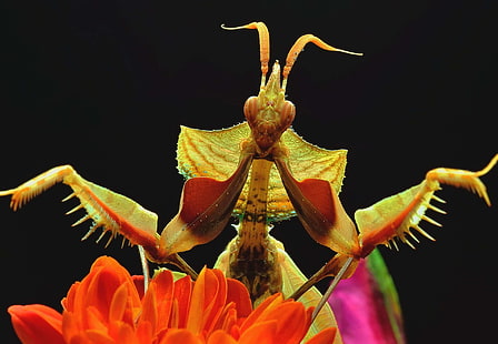 close up, insect, macro, praying mantis, HD wallpaper HD wallpaper