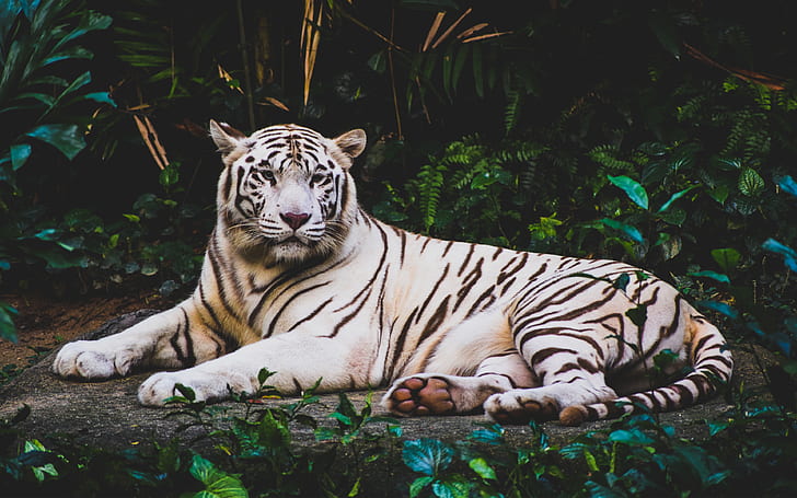 Белый тигр HD 4K, белый, тигр, HD обои