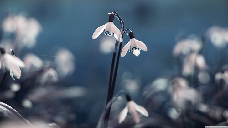 weiße Schneeglöckchen Blumen, Natur, Blumen, Pflanzen, HD-Hintergrundbild