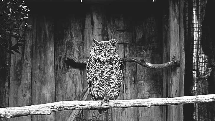 black and white zebra print textile, owl, animals, monochrome, birds, HD wallpaper