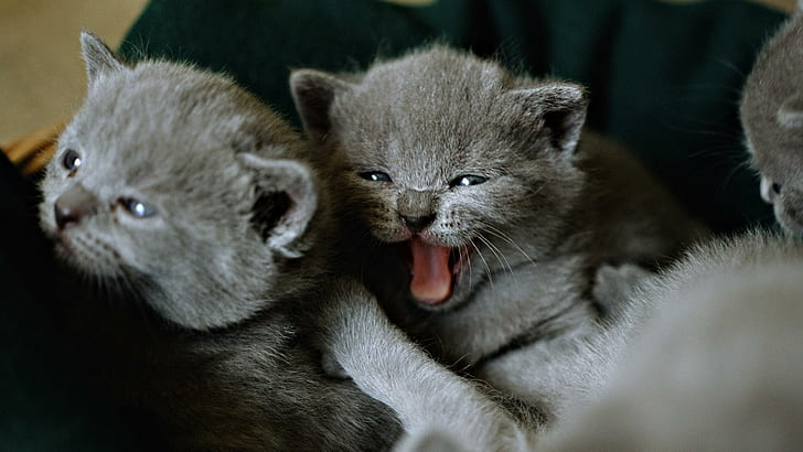 Zwei kleine Kätzchen, grau beschichtete Kätzchen, katzenartig, grau, niedlich, Kätzchen, Tiere, HD-Hintergrundbild