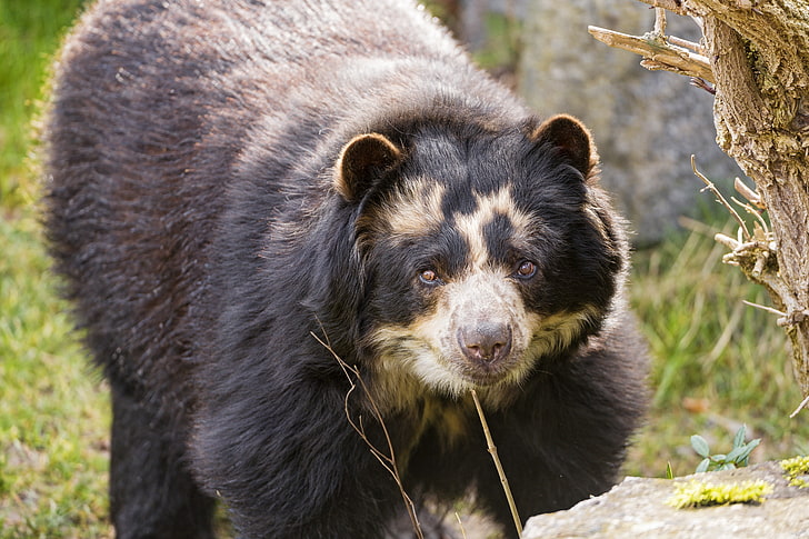 czarny niedźwiedź, spojrzenie, niedźwiedź, © Tambako Jaguar, niedźwiedź okularowy, Tapety HD