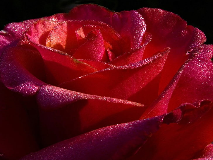 rosa vermelha flor, flores, rosa, flor, rosa vermelha, HD papel de parede