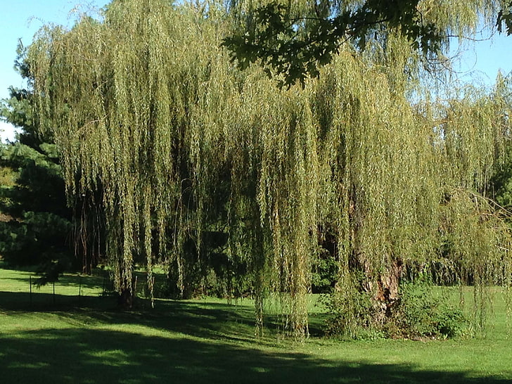 tree, weeping, weeping willow, weeping willow tree, willow, HD wallpaper