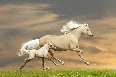 dois cavalos, grama, cavalo, cavalos, corrida, corre, potro, HD papel de parede HD wallpaper