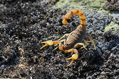 Scorpions, HD wallpaper HD wallpaper