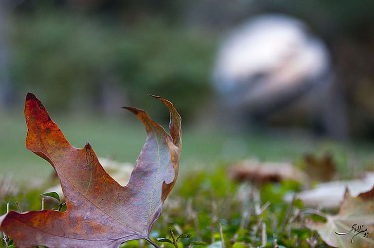 hojas, hierba, hojas de arce, otoño, naturaleza, Fondo de pantalla HD