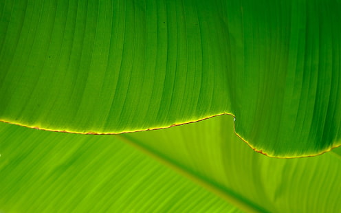 immagini di tempo di foglie di banano per lo sfondo, Sfondo HD HD wallpaper